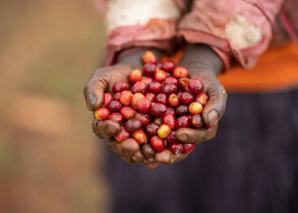 Chiroso
Sidra