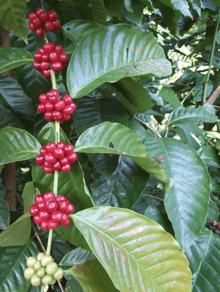 Canephora
Robusta